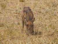 Warthog [ 4 images ]